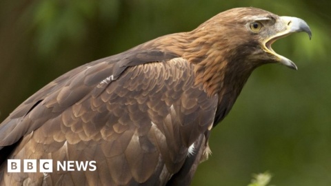 ‘Shortcomings’ in SNH missing eagle investigation