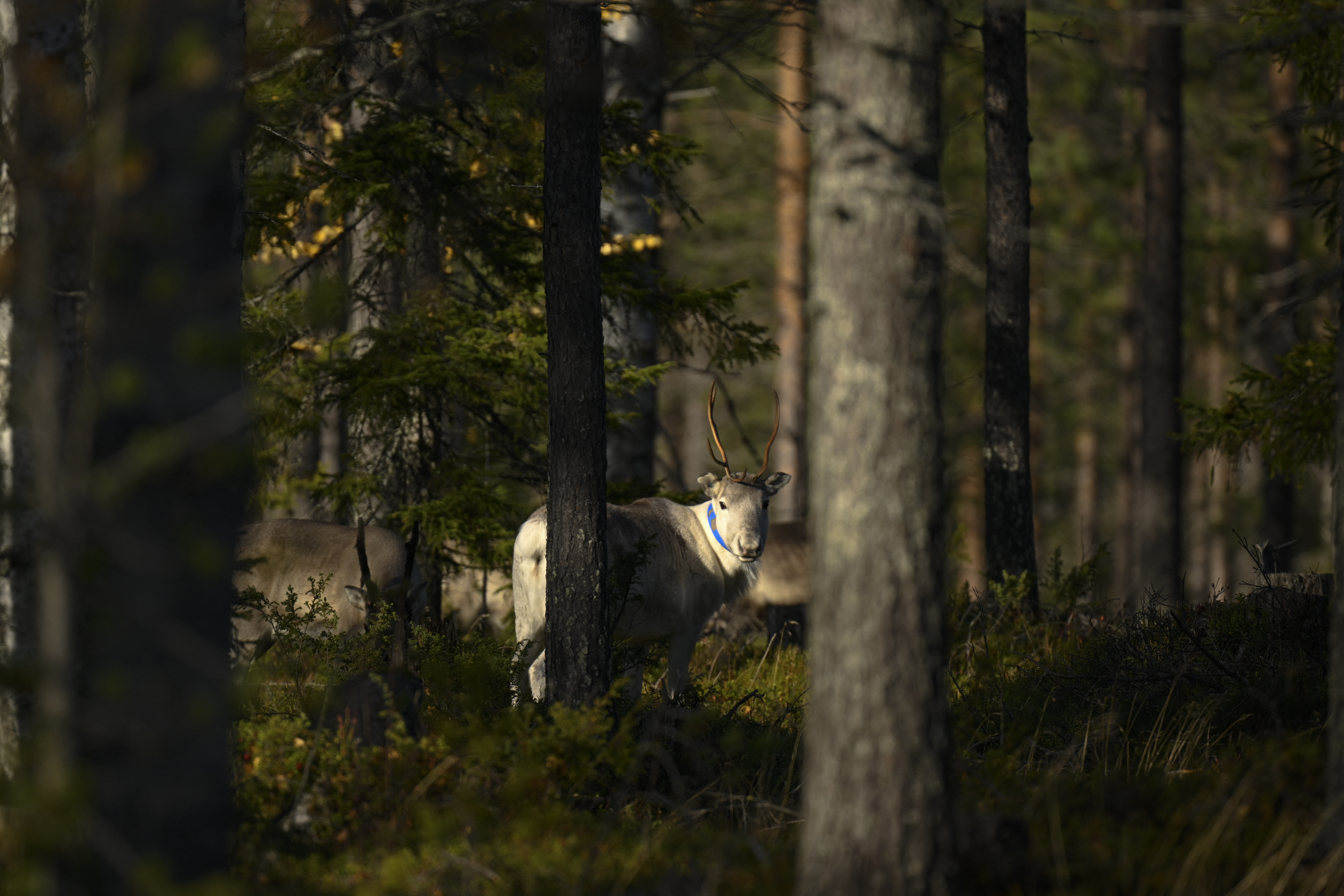 working in Finland