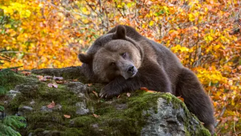 Getty Images brown bear