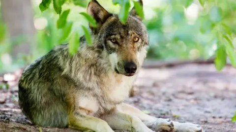 Getty Images wolf