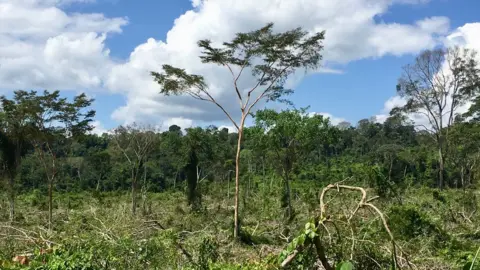 BBC Deforestation
