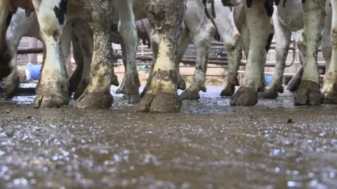 BBC cow dung