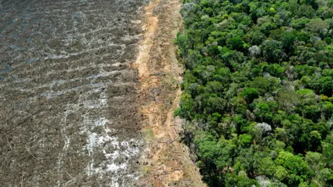 Getty Images deforestation