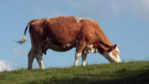 BBC Cow
