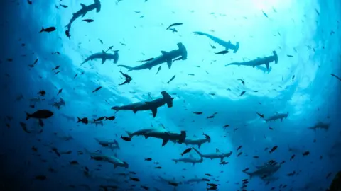 Simon J Pierce/Galapagos Conservation Trust Scalloped hammerheads in the waters off the Galapagos