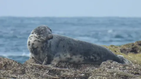 Alderney Wildlife Trust Grey seal