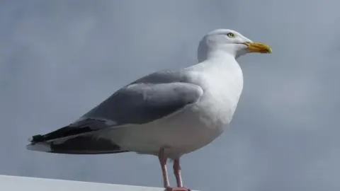 BBC Seagull