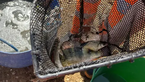 National Highways Fish in a net