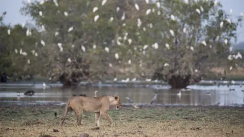 Kyle De Nobrega A lioness at the Zakouma National Park in Chad
