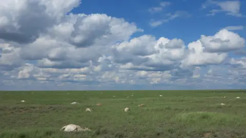 Joint saiga health monitoring team, Kazakhstan Saigas died in large numbers across the Betpak-Dala region of Kazakhstan