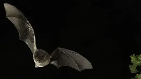 Franz Christoph Robiller/imageBROKER A Barbastelle bat flying through the air at night.