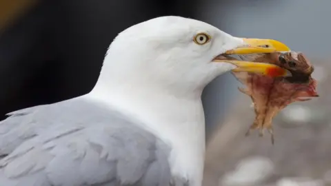 Getty Images A herring gull with a small fish held in its beak