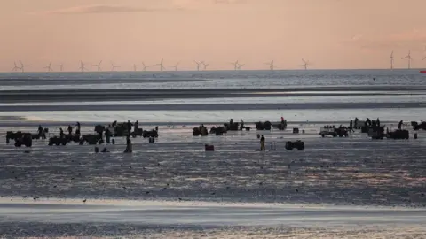 BBC A shot of Leasowe beach at dusk, showing cockle pickers working out on the wet sands at low tide. Numerous all-terrain quad bikes can be seen on the sands.