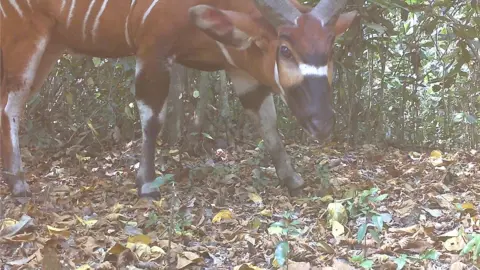 Chester Zoo Bongo