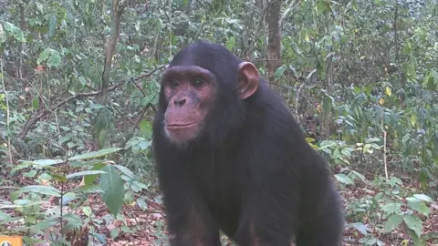 Chester Zoo Chimp