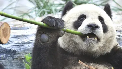 Getty Images Giant panda