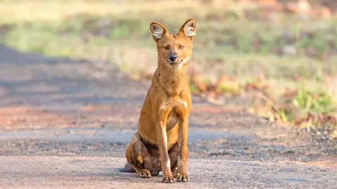 Getty Images Asian wild dog