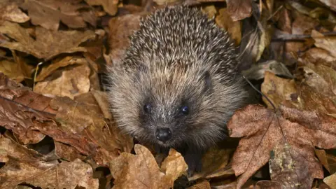 Science Photo Library Hedgehog