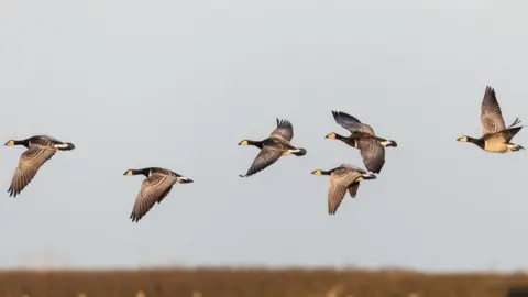 Getty Images Barnacle geese