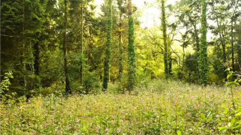 Getty Images Woodland