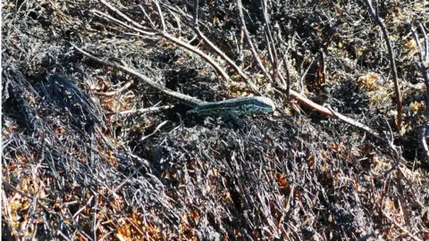 Dr Rory Sheehan, lizard on Slieve Beagh