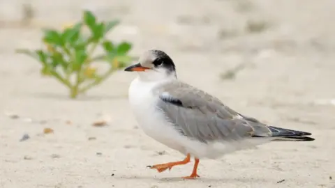 Getty Images A Common Tern walks along a beach