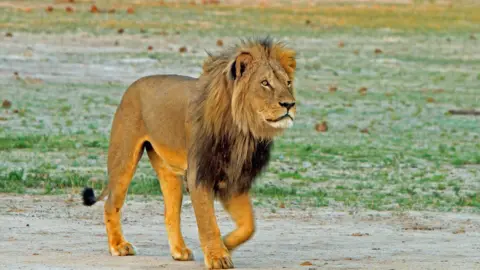 Paula French Cecil the lion