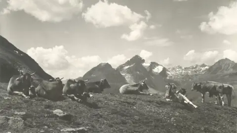 Swiss Farmers’ Union File photo of Alpine dairy farming