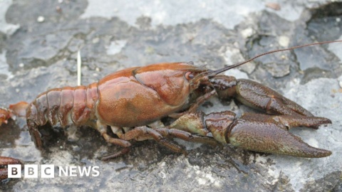 Lincolnshire conservationists help native crayfish comeback