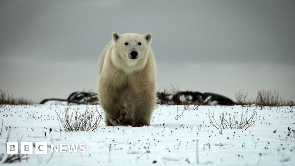Hunter killed in attack by polar bear in Canada Hunter killed in attack by polar bear in Canada