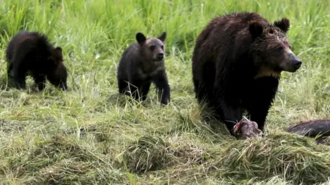 Reuters Grizzly bears in Yellowstone National Park