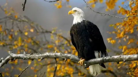 Getty Images Bald Eagle