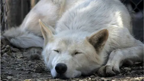 Getty Images wolf