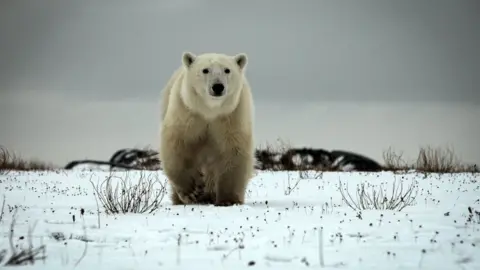 BBC Polar bear