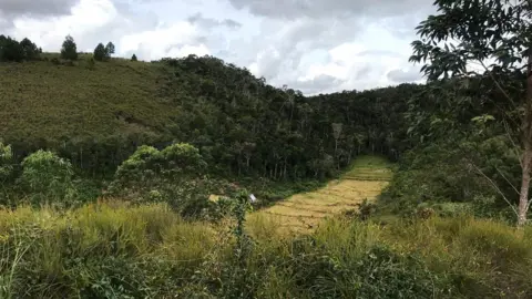 Victoria Gill Forest and farmland in Mangabe