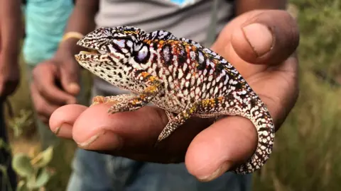 Victoria Gill A guide holds a chameleon in Mangabe