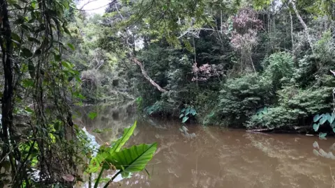 Victoria Gill The river in Mangabe forest