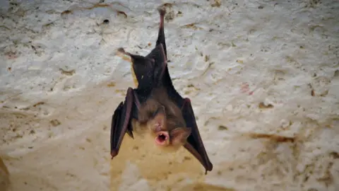ZSL The Cuban greater funnel-eared bat (Natalus primus)