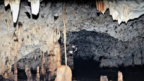 ZSL Bats flying around the cave