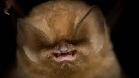CarolinaSotoNavarro_ZSL Cuban greater funnel-eared bat