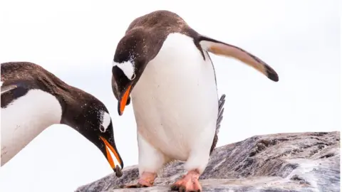 Getty Images Penguins