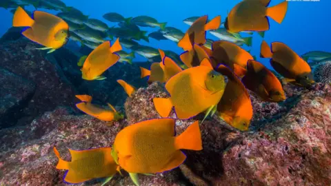 Manu San Felix reef fish