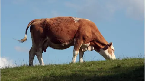 Lower farming standards could also see hormone-fed beef arriving in the UK
