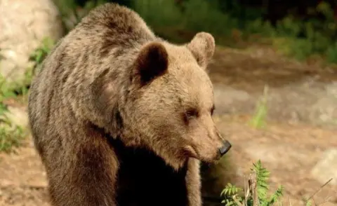 Trentino province File pic of a bear in the Trentino area of Italy