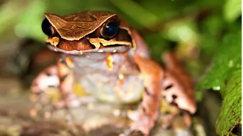 Benjamin Tapley/ZSL Maoson horned frog adult