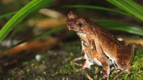 Benjamin Tapley/ZSL Jingdong horned frog adult