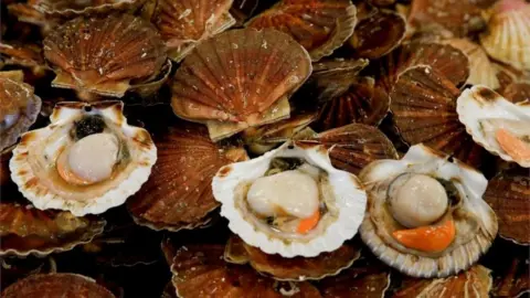 Reuters Scallops