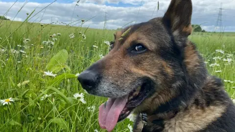 Dave Wardell Police dog Finn in a field