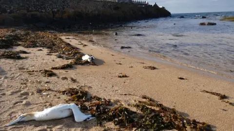 Susan Davies Dead gannets in North Berwick