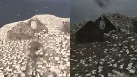 Scottish Seabird Centre Gannet colony on The Bass Rock